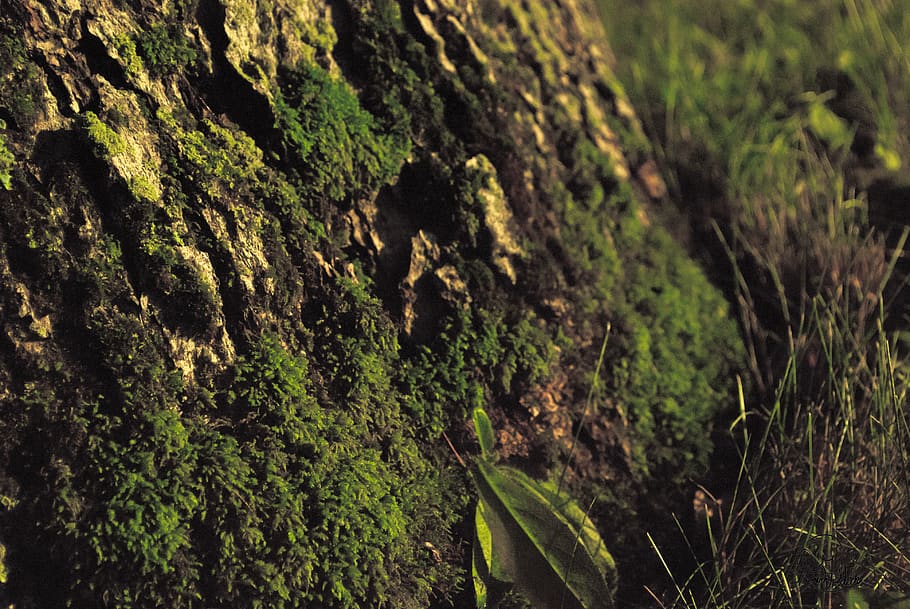 Canadà, illa de Wolfe, terra, macro, herba, molsa, planta, creixement, arbre, naturalesa, cap gent, dia, color verd, tronc de l'arbre, tronc, primer pla, enfocament selectiu, centrar-se en primer pla, bellesa a la natura, textura, a l'aire lliure, tranquil·litat, aspre, rock, escorça, 4K