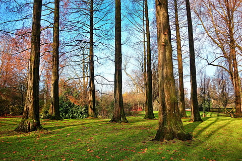 albero, Pino, tronco, snello, parco, boschetto, erba, luce del sole, ombre, pianta, terra, la tranquillità, bellezza nella natura, scena tranquilla, tronco d'albero, natura, ambiente, crescita, foresta, scenics - natura, giorno, nessuno, scena non urbana, paesaggio, campo, colore verde, all'aperto, bosco, 4K, CC0, dominio pubblico, privo di copyright