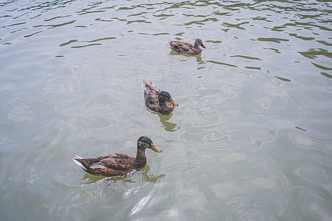 Prancūzija, versailles, gyvūnų grupė, gyvūnų gyvūnija, gyvūnas, gyvūnams, stuburiniai, vanduo, paukštis, plaukimas, gyvūnų temos, ežeras, aukšto kampo vaizdas, krantinė, naminių paukščių, antis, pobūdį, nėra žmonių, jaunas paukštis, vandens paukštis, dieną, lauke, gyvūnų šeima, plūduriuoja ant vandens, 5K, CC0, Viešasis domenas, nemokamai