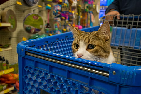 Katze, Tierhandlung, Haustiere, inländisch, Säugetier, ein Tier, katzenartig, Hauskatze, Wirbeltier, zufällige Menschen, Blau, Container, Korb, Entspannung, Fokus auf den Vordergrund, Menschen, Tag, Whisker, 5K, CC0, gemeinfrei, lizenzfrei