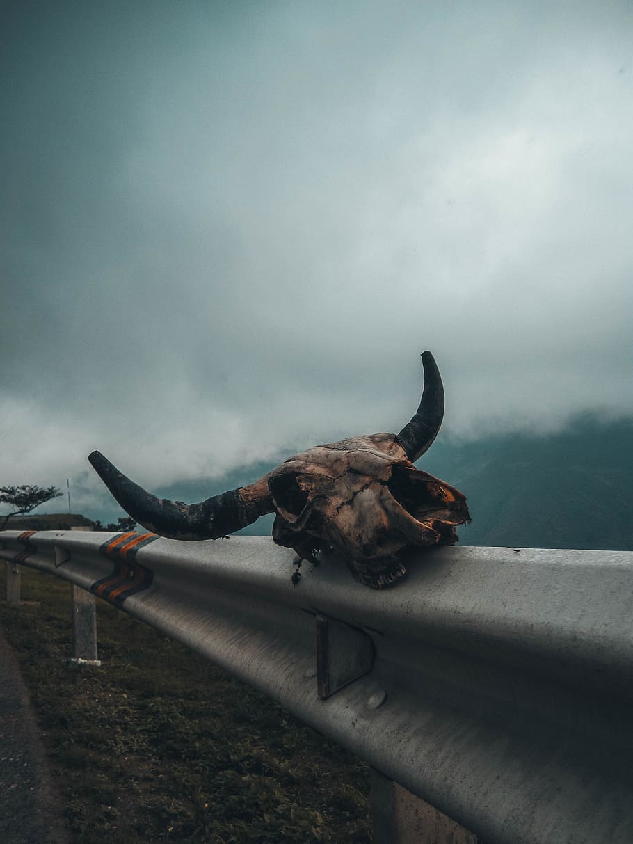 cranio animale marrone, animale, Perù, rettile, vita marina, tartaruga, bicicletta, veicolo, mezzi di trasporto, cranio, ringhiera, misterioso, nebbia, corna, morto, nube, scheletro, deceduto, strada, temi animali, nuvola - cielo, un animale, cielo, nessuno, mammifero, cornuto, giorno, natura, fauna selvatica, arte e artigianato, all'aperto, veicolo aereo, aereo, rappresentazione, domestico, scultura, modo di trasporto, 4K