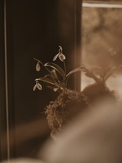 planta interna, florescendo, Flor, borrão, fundo desfocado, brilhante, fechar-se, cores, luz do dia, dia, decoração, meio Ambiente, flora, flores, foco, verde, crescimento, dentro de casa, panorama, sai, pétalas, plantar, foco seletivo, natureza, ninguém, frescura, planta com flores, beleza na natureza, fragilidade, vulnerabilidade, janela, caule vegetal, cabeça de flor, focar em primeiro plano, parte da planta, moldura da janela, 4K, CC0, domínio público, royalty free