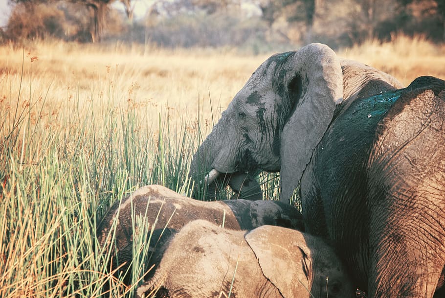 grau, Elefant, Junges, Tier, Tierwelt, Säugetier, Savanne, Gras, draußen, Wiese, Feld, Natur, Kitz, Kinder, Mutter, Afrika, Familie, Afrikanischer Elefant, Safari, wild, Schnabel, Vogel, Tierthemen, Tiere in freier Wildbahn, Wirbeltier, Pflanze, keine Leute, Gruppe von Tieren, Tag, Fokus auf den Vordergrund, Land, zwei tiere, pflanzenfressend, Tierstamm, 4K