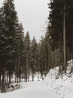 forest during daytime, plant, tree, abies, fir, conifer, pine, outdoors, nature, spruce, ice, snow, tree trunk, land, larch, winter, mountain, birch, sports, piste, sport, cold temperature, forest, tranquil scene, tranquility, scenics - nature, beauty in nature, covering, non-urban scene, no people, environment, woodland, sky, day, coniferous tree, 4K, CC0, public domain, royalty free