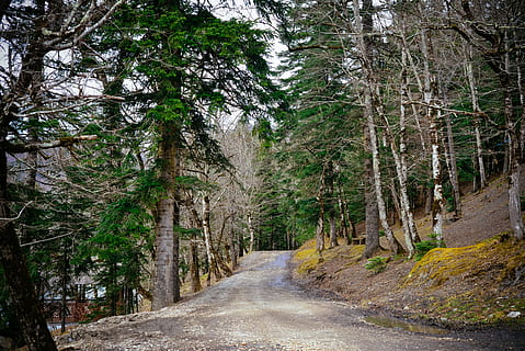 bosque, la carretera, montañas, bosques, arboles, paisaje, naturaleza, niebla, el pintoresco, otoño, viaje, por la mañana, hojas perennes, efi, agujas, clima, montaña, vago, vacaciones, árbol, planta, el camino a seguir, dirección, tierra, belleza en la naturaleza, crecimiento, tranquilidad, escena tranquila, nadie, escena no urbana, transporte, día, tronco de arbol, el maletero, paisajes - naturaleza, sendero, al aire libre, perspectiva decreciente, largo, 5K, CC0, dominio público, libre de derechos