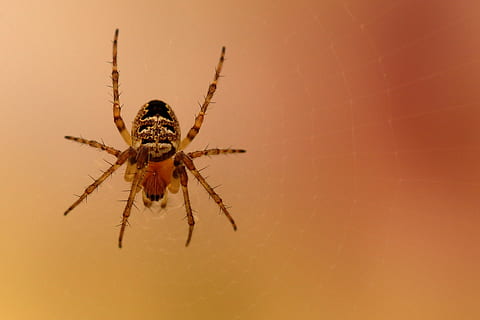 spider, araneus, close up, macro, garden spider, invertebrate, animal themes, insect, animal, one animal, animals in the wild, animal wildlife, arachnid, arthropod, close-up, studio shot, animal body part, no people, zoology, outdoors, full length, animal leg, jumping spider, 2K, CC0, public domain, royalty free