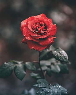 kırmızı, güller, çiçek, yeşil, Yaprak, bitki, Su, ıslak, yağmur, damla, Bahçe, doğada güzellik, kapatmak, çiçekli bitki, tazelik, gül, Gül çiçek, doğa, çiçek kafa, Güvenlik açığı, büyüme, kırılganlık, çiçeklenme, taçyaprağı, ön plana odaklanmak, insansız, seçici odak, açık havada, 5K, CC0, kamu malı, telif ücretsiz
