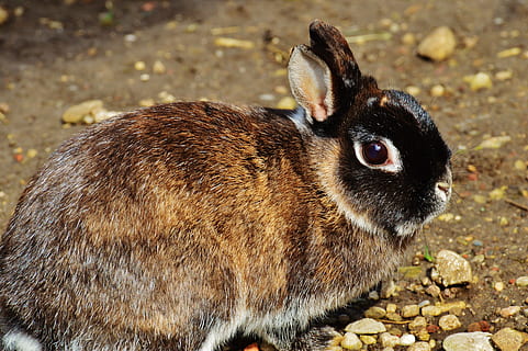 Hase, nager, süß, Tier, Haustier, langohrig, Pelz, Zwergkaninchen, Säugetier, Ostern, Tierwelt, Tierthemen, ein Tier, Nahansicht, Wirbeltier, Fokus auf den Vordergrund, keine Leute, Tag, Haustiere, Natur, Tiere in freier Wildbahn, inländisch, Nagetier, solide, draußen, Kaninchen - Tier, Rock, Kieselstein, 5K, CC0, gemeinfrei, lizenzfrei