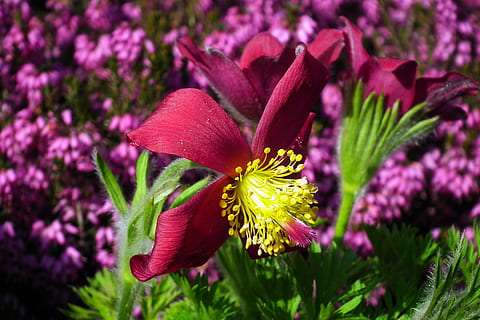 sasanka, Blume, rot, Frühling, Garten, Makro, behaart, Natur, Nahansicht, die Blütenblätter, Blühen, dekorativ, jaskrowate, blühende Pflanze, Pflanze, Schönheit in der Natur, Zerbrechlichkeit, Verletzlichkeit, Frische, Blütenblatt, Blütenkopf, Wachstum, Blütenstand, Fokus auf den Vordergrund, keine Leute, Pollen, Tag, grüne Farbe, pinke Farbe, draußen, lila, 2K, CC0, gemeinfrei, lizenzfrei