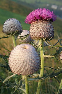 card, espinós, columna vertebral, espina, planta, flor, creixement, planta amb flors, bellesa a la natura, frescor, primer pla, naturalesa, fragilitat, vulnerabilitat, inflorescència, cap gent, cap de flor, camp, centrar-se en primer pla, terra, dia, menjar, porpra, a l'aire lliure, primavera, picant, 2K, CC0, domini públic, lliure de regalies