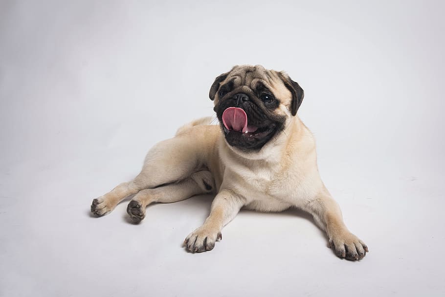 fulvo pug, cane, animale domestico, canino, animale, mammifero, carlino, cucciolo, bocca, labbro, Pastore tedesco, seduta, pointer, dito, natura, tigre, lupo, lingua, pelliccia, gonfiabile, ceramica, un animale, temi animali, domestico, animali domestici, vertebrato, girato in studio, in casa, rilassamento, sfondo bianco, ritratto, nessuno, lunghezza intera, espressione facciale, sdraiarsi, bocca aperta, lingua animale, bocca animale, 5K