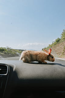 ratolí marró, mamífer, temes d'animals, animal, automòbil, transport, cotxe, un animal, manera de transport, cel, mascotes, cap gent, animals domèstics, nacional, vertebrats, interior del vehicle, relaxació, còpia espai, dia, vehicle terrestre, cel clar, boca oberta, 4K, CC0, domini públic, lliure de regalies