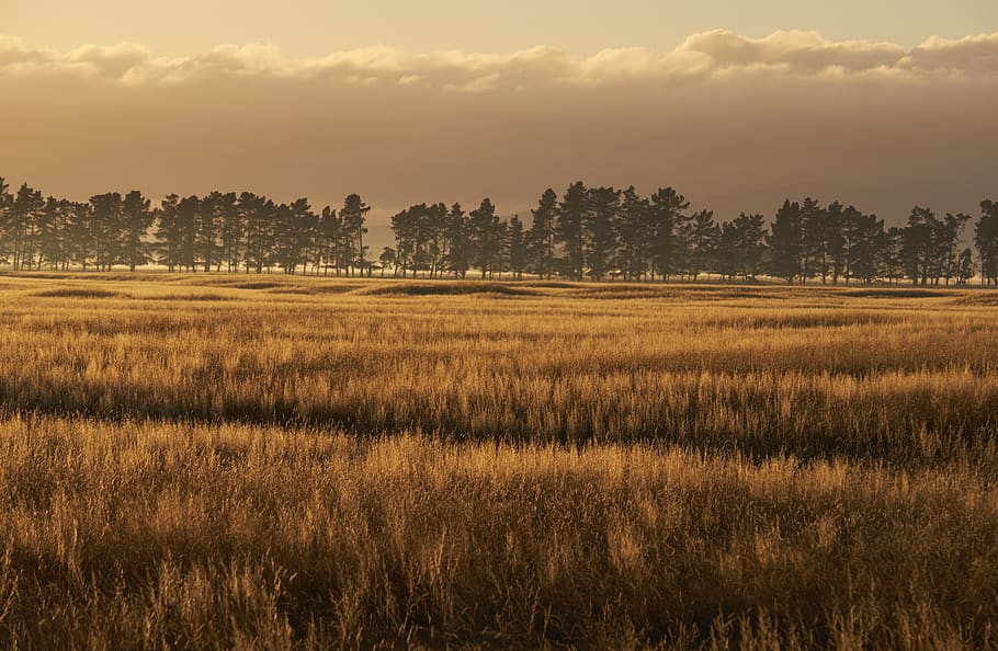 Alba, luce di angolo basso, erba, alberi, nube, savana, paesaggio, luce radente, panoramico, scenario, pianta, bellezza nella natura, cielo, scenics - natura, scena tranquilla, la tranquillità, albero, terra, campo, ambiente, crescita, nessuno, natura, tramonto, scena non urbana, scena rurale, nuvola - cielo, idilliaco, all'aperto, 2K