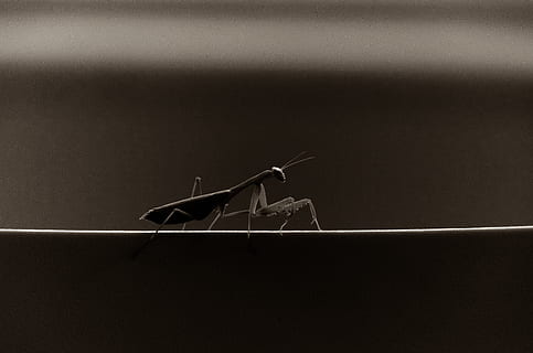 Modliszka, pluskwa, owad, czarny i biały, monochromia, nastrój, atmosfera, Natura, drapieżnik, entomologia, dzikiej przyrody, bezkręgowy, wewnątrz, zbliżenie, jedno zwierzę, kopia przestrzeń, studio strzał, żadnych ludzi, zwierzęca przyroda, czarne tło, część ciała zwierzęcia, skupić się na pierwszym planie, drewno - materiał, widok z boku, ssak, 4K, CC0, domena publiczna, darmowe zdjęcia