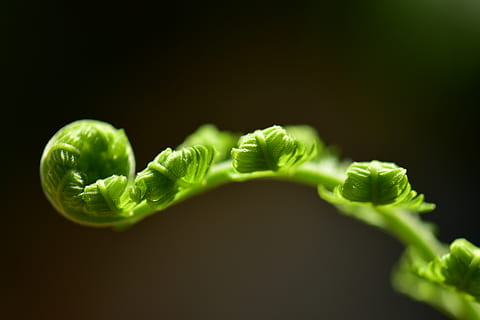 Farn, Blatt, rollen, Flora, Frische, Desktop, Natur, Farbe, Ökologie, Garten, Hintergrund, grüne Farbe, Gemüse, Essen und Trinken, Lebensmittel, gesundes Essen, Nahansicht, Wohlbefinden, Studioaufnahme, Pflanzenteil, keine Leute, schwarzer Hintergrund, organisch, selektiver Fokus, Grüner Salat, Pflanze, drinnen, Rohkost, Wachstum, vegetarisches Essen, 4K, CC0, gemeinfrei, lizenzfrei