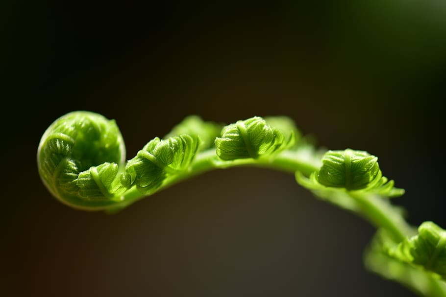 Farn, Blatt, rollen, Flora, Frische, Desktop, Natur, Farbe, Ökologie, Garten, Hintergrund, grüne Farbe, Gemüse, Essen und Trinken, Lebensmittel, gesundes Essen, Nahansicht, Wohlbefinden, Studioaufnahme, Pflanzenteil, keine Leute, schwarzer Hintergrund, organisch, selektiver Fokus, Grüner Salat, Pflanze, drinnen, Rohkost, Wachstum, vegetarisches Essen, 4K