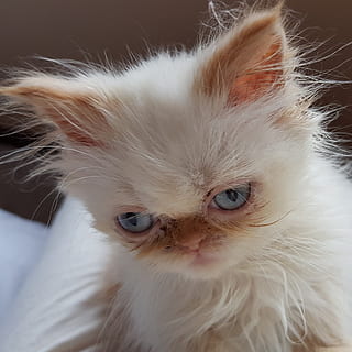 kat, killing, indenlandske kat, indenlandske, kæledyr, dyre temaer, husdyr, dyr, feline, pattedyr, et dyr, hvirveldyr, portræt, indendørs, bakkenbart, hvid farve, tæt på, kigger på kameraet, ingen mennesker, perser kat, leder, dyr hoved, dyr øje, 2K, CC0, offentligt domæne, royaltyfrie