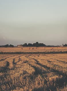 marró, camps, ennuvolat, cel, durant el dia, naturalesa, camp, a l'aire lliure, pastures, terra, lund, suècia, collita, planta, vegetació, posta de sol, herba, sòl, menjar, produir, vegetals, gra, daurat, llum, paisatge, medi ambient, escena tranquil·la, tranquil·litat, bellesa a la natura, escenics - natura, escena rural, agricultura, creixement, cap gent, granja, dia, escena no urbana, idíl·lic, 4K, CC0, domini públic, lliure de regalies