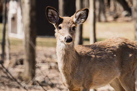 cerf brun, cerf, faune, animal, mammifère, États Unis, lac wallenpaupack, biche, de plein air, fourrure, marron, oreille, roseau, herbe, flore, plante, tête, des arbres, les bois, forêt, la nature, thèmes animaux, un animal, vertébré, la faune des animaux, se concentrer sur le premier plan, regarder la caméra, portrait, animaux domestiques, animaux à l'état sauvage, journée, personne, champ, terre, permanent, jeune animal, bétail, en plein air, herbivore, tête d'animal, faon, 5K, CC0, domaine public, libre de droits