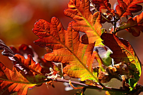 Blatt, Laub, Vene, Muster, Zweig, Ast, Baum, Frühlingszeit, bunt, Pflanzenteil, Herbst, Veränderung, orange Farbe, Pflanze, Natur, Nahansicht, keine Leute, Schönheit in der Natur, draußen, Tag, Blattvene, Ahornblatt, Blätter, Fokus auf den Vordergrund, Sonnenlicht, Gelb, natürlicher Zustand, fallen, 4K, CC0, gemeinfrei, lizenzfrei