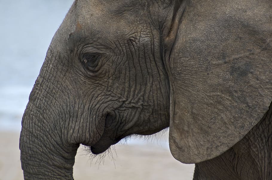 elefantul gri, elefant, un animal, animale tematice, animal, partea corpului animalului, animale în sălbăticie, mamifer, trunchi de animale, animale sălbatice, zi, nici o persoana, colț, a închide, animale vertebrate, să se concentreze asupra primelor elemente, cap de animal, natură, Safari, african elefant, în aer liber, erbivor, ochi de animale, 4K