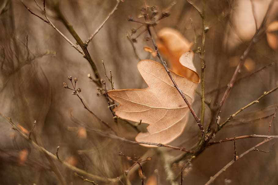 makro, ark, gren, høst, natur, flora, anlegg, plante del, blad, tørke, tre, brun, dag, nærbilde, ingen folk, selektiv fokusering, fokusere på forgrunnen, sårbarhet, endring, ro, skjørhet, land, utendørs, bladvein, død plante, høstsamling, blader, naturlig tilstand, tørket, 4K