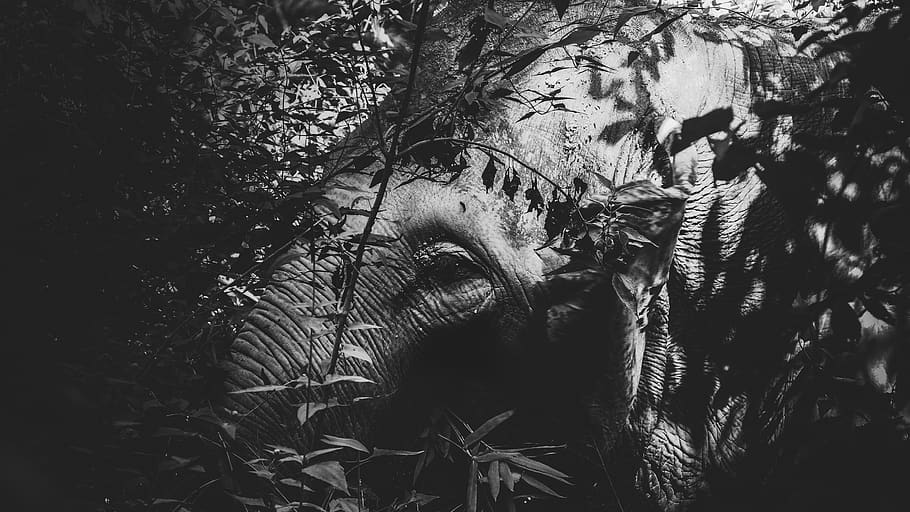 elefant per arbre, vegetació, planta, arbre, elefant, naturalesa, Chiang Mai, Tailàndia, parc natural d'elefants, bosc, mamífer, vida salvatge, animal, terra, a l'aire lliure, tronc de l'arbre, jungla, art, rock, arrel, persones reals, una persona, tirada al cap, retrat, activitat d'oci, creixement, dia, vista frontal, part del cos humà, estils de vida, adult jove, primer pla, rostre humà, dones joves, pentinat, compost digital, boca oberta, 4K
