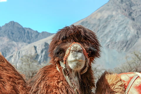 camelo marrom, mamífero, animal, camelo, camelos, Índia, fotografia da vida selvagem, montanha, ao ar livre, natureza, alpaca, lhama, animais selvagens, orangotango, cadeia de montanhas, jardim zoológico, traje, Rocha, sentado, spaniel, temas animais, um animal, dia, céu, ninguém, vertebrado, scenics - natureza, beleza na natureza, animais domésticos, parte do corpo animal, focar em primeiro plano, pecuária, panorama, meio Ambiente, cabeça de animal, herbívoro, 5K, CC0, domínio público, royalty free