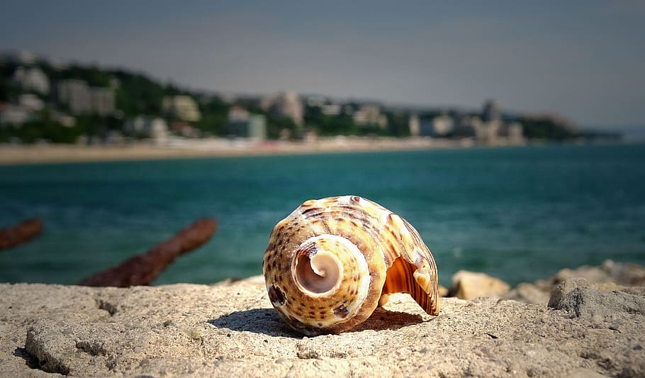 marró, shell, pedra, mar, platja, macro, oceà, rock, petxina de mar, vora del mar, aigua, closca d’animals, centrar-se en primer pla, fauna animal, naturalesa, terra, llum solar, primer pla, animal, dia, temes d'animals, un animal, cap gent, sorra, bellesa a la natura, mol·lusc, a l'aire lliure, marí, 2K