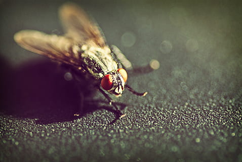fliegen, Makro, Tier, Tierthemen, Insekt, Nahansicht, wirbellos, selektiver Fokus, Tierwelt, ein Tier, Tiere in freier Wildbahn, keine Leute, Natur, Tierflügel, draußen, Tag, Tierkörperteil, Stubenfliege, fallen, Vergrößerung, Tierauge, 4K, CC0, gemeinfrei, lizenzfrei