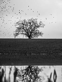 Niemcy, Schwerin, drzewo, odbicie, kruki, monochromia, roślina, niebo, grupa zwierząt, zwierzę, zwierzęta na wolności, tematy zwierzęce, ptak, Natura, duża grupa zwierząt, zwierzęca przyroda, kręgowiec, latający, nagie drzewo, żadnych ludzi, stado ptaków, Oddział, pole, dzień, spokój, na dworze, 4K, CC0, domena publiczna, darmowe zdjęcia