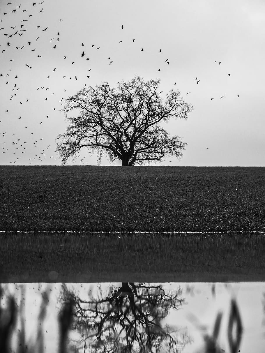 Niemcy, Schwerin, drzewo, odbicie, kruki, monochromia, roślina, niebo, grupa zwierząt, zwierzę, zwierzęta na wolności, tematy zwierzęce, ptak, Natura, duża grupa zwierząt, zwierzęca przyroda, kręgowiec, latający, nagie drzewo, żadnych ludzi, stado ptaków, Oddział, pole, dzień, spokój, na dworze, 4K