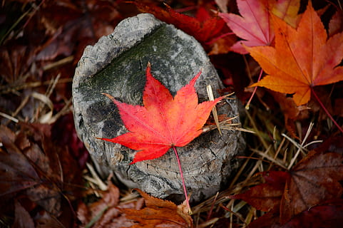 rosso, foglia, grigio, tronco d'albero, luminosa, colore, ambiente, terra, acero, naturale, natura, parco, roccia, scenario, stagione, Seoul, pietra, autunno, parte vegetale, modificare, avvicinamento, pianta, giorno, bellezza nella natura, nessuno, asciutto, concentrarsi sulle conoscenze acquisite, colore arancione, foglia di acero, campo, all'aperto, vulnerabilità, fragilità, le foglie, condizione naturale, fiore, 4K, CC0, dominio pubblico, privo di copyright