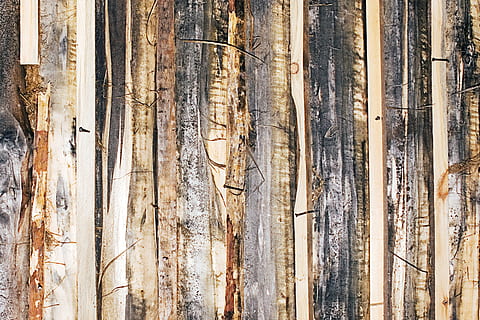backdrop, background, board, brown, color, desk, exterior, material, pattern, plank, rough, sample, structure, surface, texture, textured, wood, wooden, no people, day, nature, outdoors, tree trunk, trunk, wood - material, tranquility, land, high angle view, growth, sunlight, forest, beauty in nature, plant, tree, full frame, close-up, bamboo - plant, 2K, CC0, public domain, royalty free