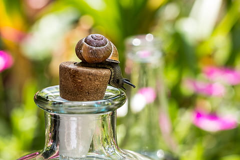 , focus op de voorgrond, detailopname, geen mensen, fabriek, dag, natuur, bloem, weekdier, eten en drinken, houder, slak, dier, versheid, één dier, buitenshuis, dierlijke thema's, ongewerveld, voedsel, glas - materiaal, bloeiende plant, 4K, CC0, publiek domein, royaltyvrij