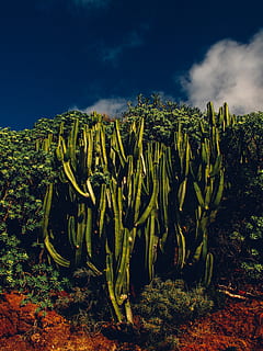 cactus during daytime, sky, plant, growth, land, nature, cloud - sky, beauty in nature, green color, landscape, tree, no people, tranquility, scenics - nature, succulent plant, field, cactus, tranquil scene, day, environment, rural scene, outdoors, plantation, 4K, CC0, public domain, royalty free