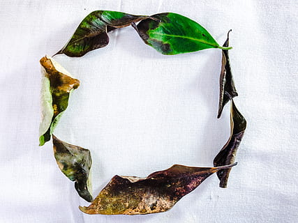 árvore, verde, Castanho, ciclo, morrer, vida, folhas, parte da planta, folha, natureza, ninguém, fechar-se, diretamente acima, dentro de casa, Comida, comida e bebida, plantar, cor branca, papel, Alimentação saudável, visão de alto ângulo, ainda vida, seco, cor verde, fundo branco, bem-estar, sai, 4K, CC0, domínio público, royalty free