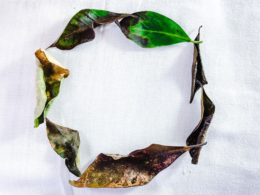 árvore, verde, Castanho, ciclo, morrer, vida, folhas, parte da planta, folha, natureza, ninguém, fechar-se, diretamente acima, dentro de casa, Comida, comida e bebida, plantar, cor branca, papel, Alimentação saudável, visão de alto ângulo, ainda vida, seco, cor verde, fundo branco, bem-estar, sai, 4K