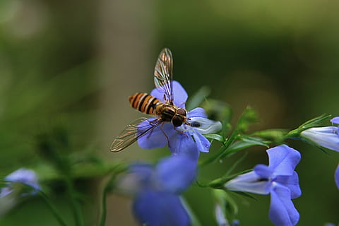 insekt, blomsterfluer, flying, vinge, stripete, blomst, blomstrende plante, dyre temaer, ett dyr, dyr, virvelløse, skjørhet, sårbarhet, dyreliv, skjønnhet i naturen, dyr i naturen, anlegg, petal, vekst, friskhet, lilla, nærbilde, blomsterhodet, pollinering, dyrfløyen, ingen folk, sommerfugl - insekt, pollen, 4K, CC0, offentlig domene, opphavsrett gratis