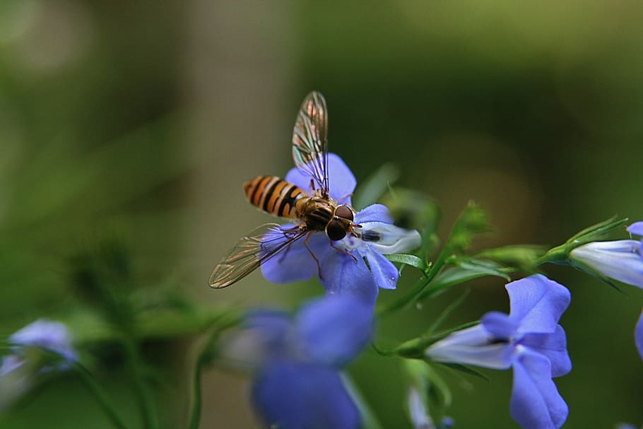 insecte, hoverfly, volant, ala, ratlles, flor, planta amb flors, temes d'animals, un animal, animal, invertebrat, fragilitat, vulnerabilitat, fauna animal, bellesa a la natura, animals a la natura, planta, pètal, creixement, frescor, porpra, primer pla, cap de flor, polinització, ala dels animals, cap gent, papallona - insecte, pol·len, 4K