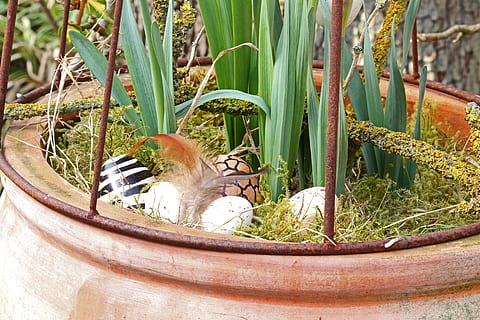 Ostereier, Osternest, Ostern, Ei, Osterdekoration, Osterthema, Frühling, Osterdekorationen, Ostergrüße, Grußkarte, Osterhase, osterkorb, Ostergruß, Dekoration, osterkarte, Blumentopf, Terrakottatopf, dekorativ, Ostergras, Pflanze, Tier, Tierthemen, ein Tier, Wirbeltier, katzenartig, Katze, Säugetier, keine Leute, Haustiere, Wachstum, inländisch, Tag, Hauskatze, Natur, Tierwelt, Tiere in freier Wildbahn, Entspannung, grüne Farbe, draußen, Whisker, 5K, CC0, gemeinfrei, lizenzfrei