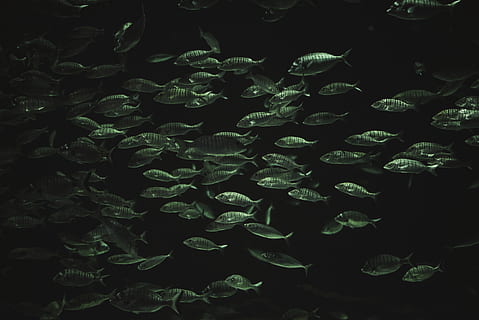 peix gris, l'arengada, la vida marina, animal, aigua, aquàtics, gall dindi, Istanbul, sardina, peixos molls, tonyina, coho, peix, eixam, profund, mar, aquari, bonit, naturalesa, oceà, a l'aire lliure, cap gent, gran grup d’animals, grup d’animals, color verd, nit, animals a la natura, fons negre, fauna animal, temes d'animals, abundància, primer pla, marc complet, a l'interior, fons, planta, marí, escola de peixos, 5K