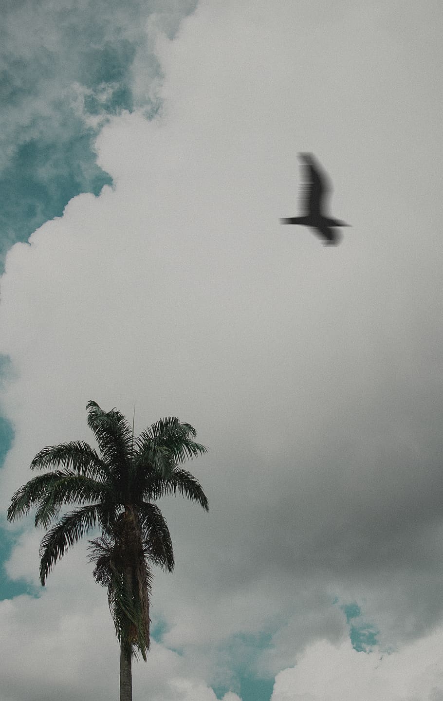 uccello, volante, verde, albero, Palma, cielo, clima tropicale, nuvola - cielo, vertebrato, temi animali, animali allo stato selvatico, fauna selvatica, natura, Inquadratura dal basso, animale, nessuno, pianta, movimento, un animale, ali spiegate, bellezza nella natura, all'aperto, 4K
