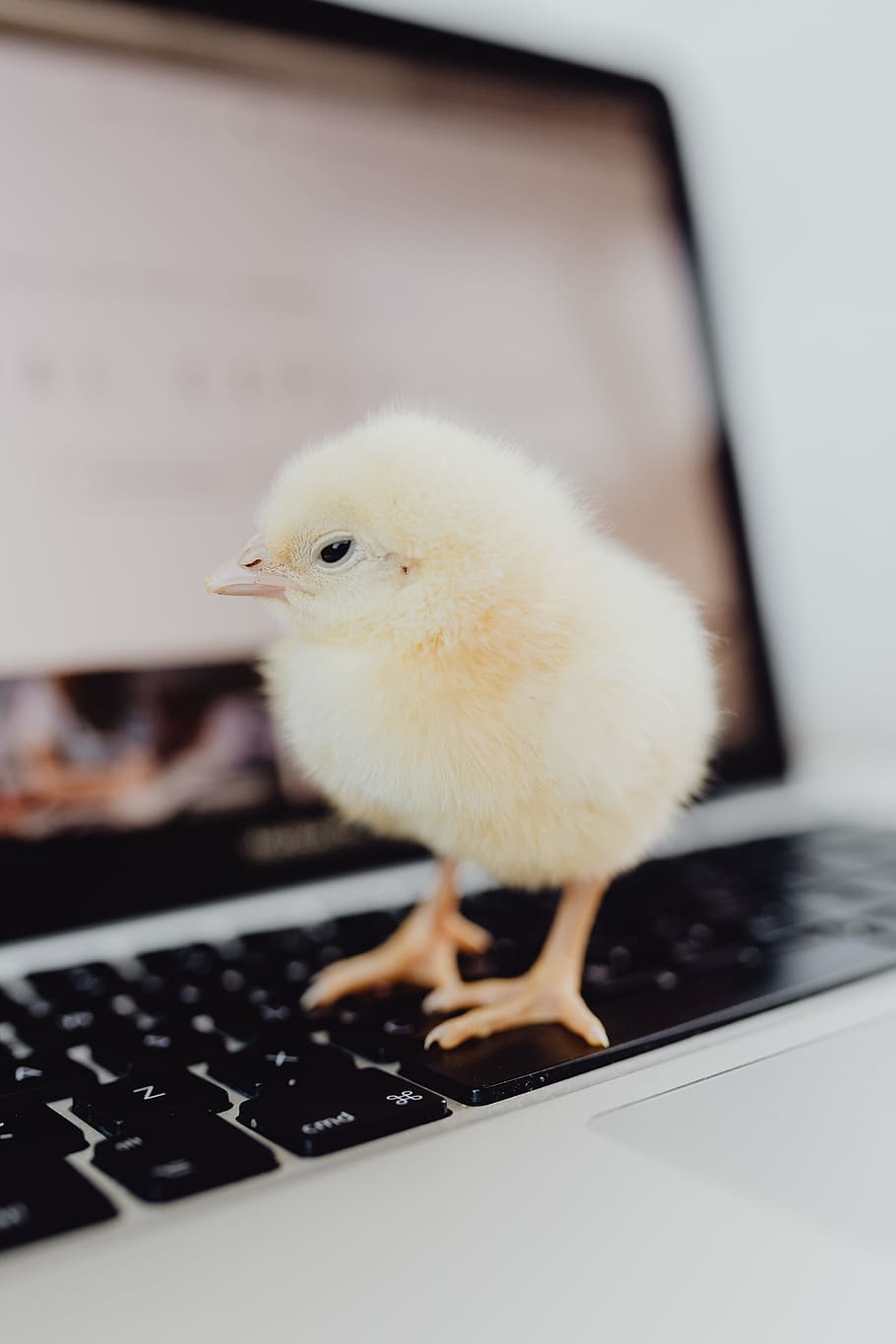 recién nacido, pequeño, pollo, ordenador portátil, computadora, teclado, amarillo, macbook, pájaro, bebé, mullido, aves de corral, pollito, polluelo, animal, temas de animales, animales domesticos, nacional, pájaro joven, mascotas, pollo - pájaro, vertebrado, ganado, animal joven, mamífero, un animal, adentro, nadie, tecnología, de cerca, 5K