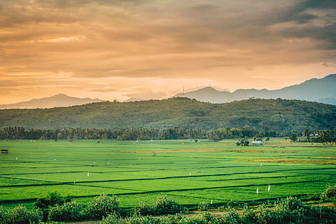 zielone pola, łąka, pole, na dworze, Indonezja, regencja pidie jaya, Wieś, pole ryżowe, Natura, sceneria, krajobraz, trawa, flora, roślina, Zielony, scenics - natura, niebo, środowisko, Góra, piękno natury, spokojna scena, chmura - niebo, zachód słońca, spokój, scena wiejska, wylądować, rolnictwo, gospodarstwo rolne, pasmo górskie, zielony kolor, żadnych ludzi, uprawa herbaty, 5K, CC0, domena publiczna, darmowe zdjęcia
