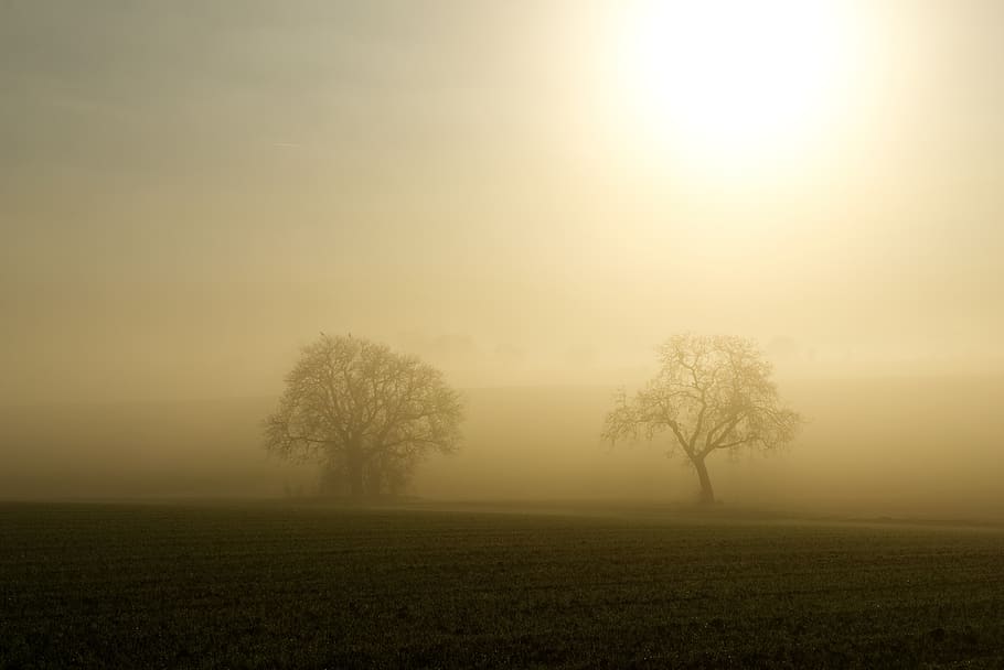 boira, sol, retroiluminació, arbres, silueta, místic, naturalesa, paisatge, humor, sortida del sol, llum, gespenstig, atmosfèric, trist, fosc, arbre, escena tranquil·la, tranquil·litat, medi ambient, bellesa a la natura, planta, escenics - natura, camp, cel, terra, escena no urbana, cap gent, escena rural, idíl·lic, al matí, a l'aire lliure, nebulós, 5K
