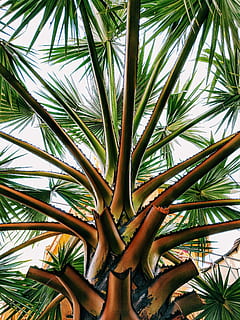 verd, il·lustració d’arbre de fulla, creixement, full, planta, arbre, clima tropical, part de la planta, Palmera, color verd, dia, fulla de palma, cap gent, naturalesa, bellesa a la natura, vista d’angle baix, a l'aire lliure, tranquil·litat, primer pla, tronc, tronc de l'arbre, centrar-se en primer pla, palmera de coco, fulles, bambú - planta, 4K, CC0, domini públic, lliure de regalies