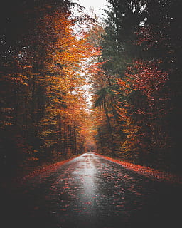 leeren, Straße, umgeben, Baumlinien, Baum, Richtung, der Weg nach vorn, Veränderung, Herbst, Pflanze, Transport, keine Leute, Natur, Wald, Ruhe, Schönheit in der Natur, orange Farbe, Land, Szenen - Natur, ruhige Szene, Tag, abnehmende Perspektive, Blatt, draußen, Regen, Herbstkollektion, fallen, 4K, CC0, gemeinfrei, lizenzfrei