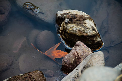 vatten, falla, blad, fast, sten, rock-objekt, stenobjekt, natur, inget folk, närbild, utomhus, dag, texturerad, hav, djurliv, landa, högvinkelvy, under vattnet, strand, marin-, 4K, CC0, offentligt domän, royaltyfria