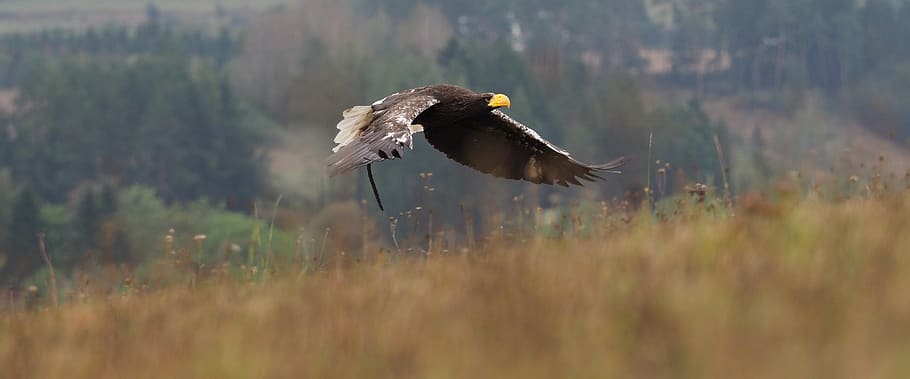 Tier, Vogel, Adler, Adler östlich, Flug, Flügel, Schnabel, Feder, Raubtier, Tierwelt, Tiere in freier Wildbahn, fliegend, Tierthemen, Wirbeltier, ein Tier, die Flügel ausbreiten, Raubvogel, in der Luft, Tag, Natur, keine Leute, selektiver Fokus, Pflanze, Feld, Bewegung, draußen, Adler - Vogel, 5K